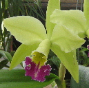 Greenwich 'Elmhurst'